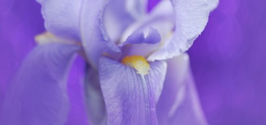 Purple Garden | Iris