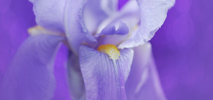 Purple Garden | Iris